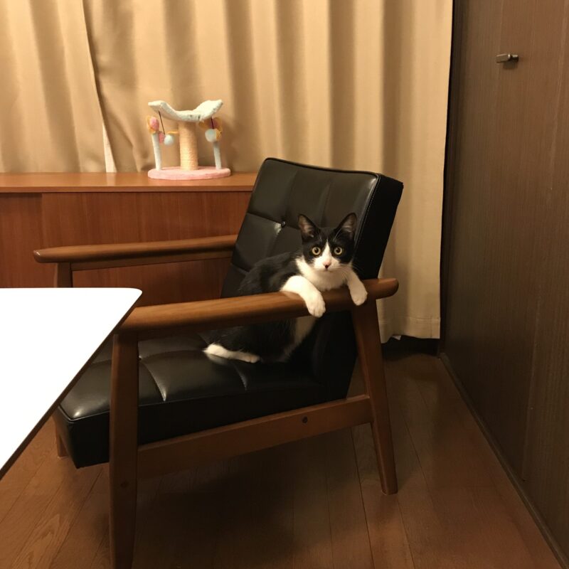 猫とKチェア